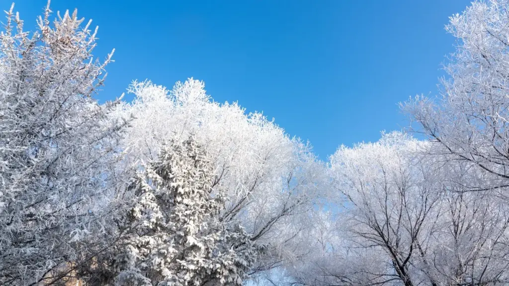 Waarom Deze Winter Zo Extreem Koud Is en Wanneer Warmte Terugkeert